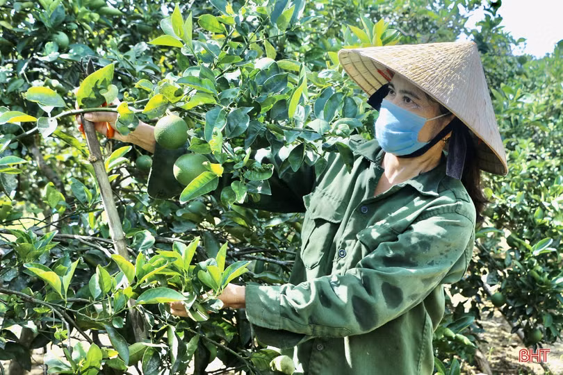 Ngắm vườn cam hơn 25 năm tuổi của vợ chồng nông dân Hà Tĩnh