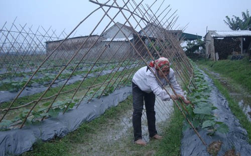 Mô hình trồng dưa chuột của bà con xóm Xuân Sơn