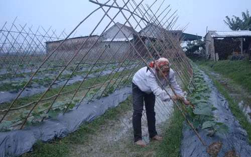 Mô hình trồng dưa chuột của bà con xóm Xuân Sơn Mô hình trồng dưa chuột của bà con xóm Xuân Sơn