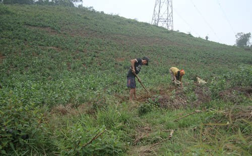 Hộ anh Dương Hữu Phước (Đồng Vĩnh) nhận 2ha làm vườn đồi