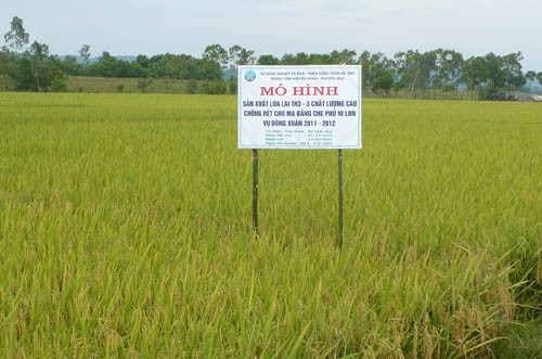 Mô hình giống lúa TH3-3 tại Cẩm Duệ (Cẩm Xuyên) cho năng suất, sản lượng cao. Mô hình giống lúa TH3-3 tại Cẩm Duệ (Cẩm Xuyên) cho năng suất, sản lượng cao.