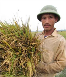 Phấn khởi với giống lúa mới VTNA2