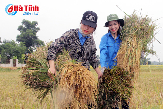 gan 100 dvtn giup dan thu hoach lua dong xuan