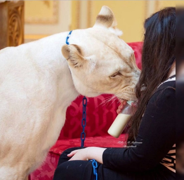 cuoc song cua hoi con nha giau dubai