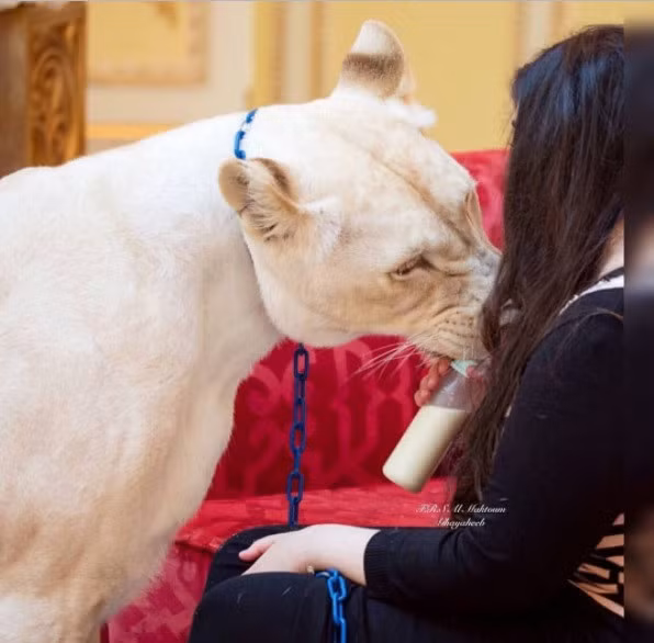 cuoc song cua hoi con nha giau dubai