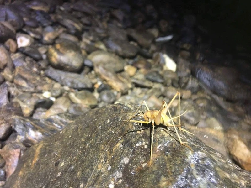 to da nhu da hang chuc nghin nam trong hang son doong cua ba be