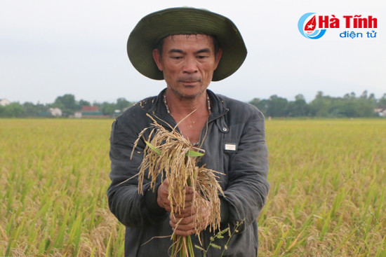 Hơn 10.600 ha lúa xuân bị đạo ôn gây hại: Doanh nghiệp "phủi tay"! ảnh 1 hon 10 600 ha lua xuan bi dao on gay hai doanh nghiep phui tay