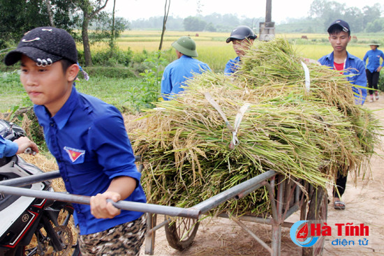 gan 100 dvtn giup dan thu hoach lua dong xuan