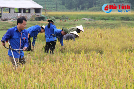 gan 100 dvtn giup dan thu hoach lua dong xuan