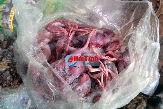 phat hien co so kinh doanh cat tru hon 2 ta thit chim da boc mui