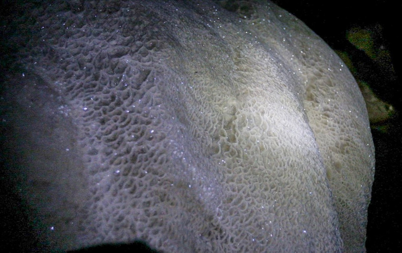 Nhũ đá lấp lánh dưới ánh đèn của nhóm thám hiểm. to da nhu da hang chuc nghin nam trong hang son doong cua ba be