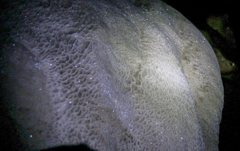 to da nhu da hang chuc nghin nam trong hang son doong cua ba be