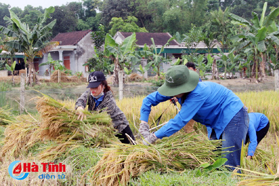 gan 100 dvtn giup dan thu hoach lua dong xuan
