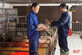 Áp lực dịch bệnh sau thiên tai ở các trang trại chăn nuôi lợn