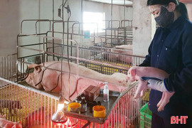 Dịch tả lợn châu Phi lan rộng, trang trại lợn giống lao đao