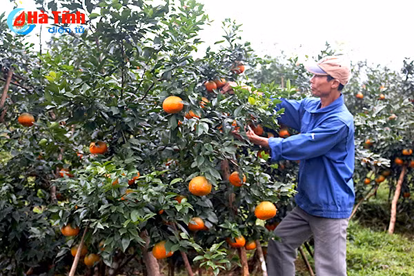 video cam bu huong son ruc ro don tet