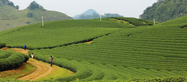 den moc chau ngam man no trang troi