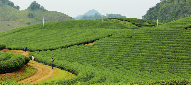 den moc chau ngam man no trang troi
