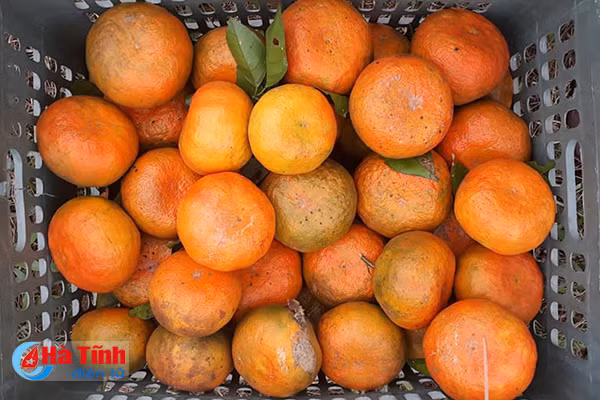 video vua cam bu lon nhat ha tinh hai tien ty don tet