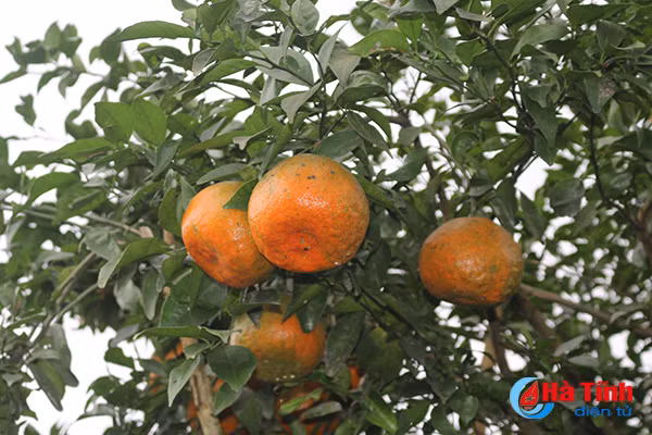 video cam bu huong son ruc ro don tet