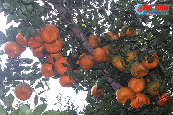 video vua cam bu ha tinh lan dau tiet lo ve trang trai khung