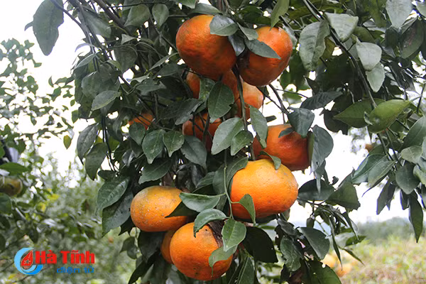 video vua cam bu lon nhat ha tinh hai tien ty don tet