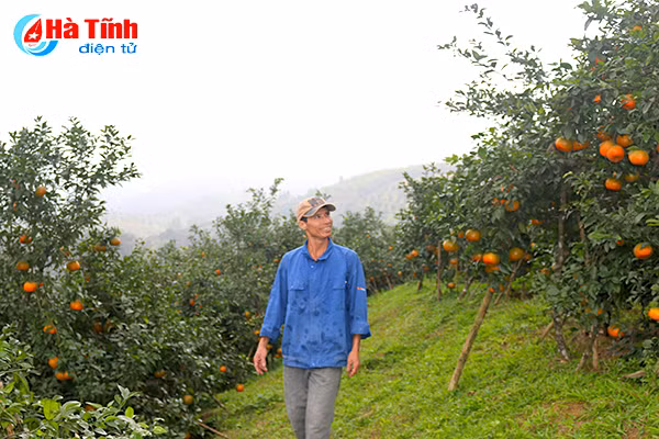 video cam bu huong son ruc ro don tet