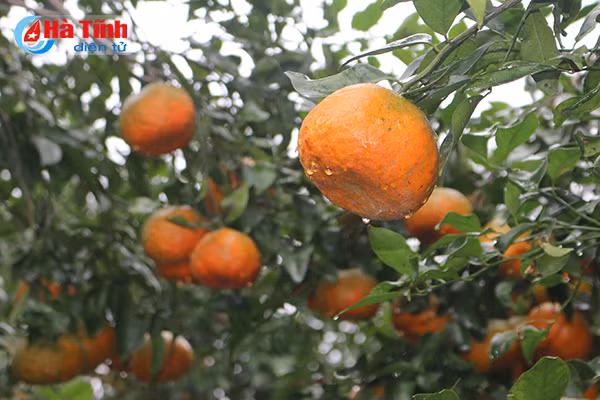 video vua cam bu ha tinh lan dau tiet lo ve trang trai khung