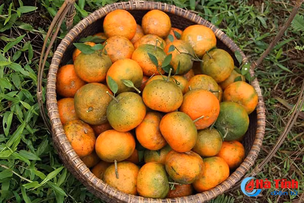 video vua cam bu lon nhat ha tinh hai tien ty don tet