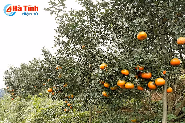 video vua cam bu lon nhat ha tinh hai tien ty don tet