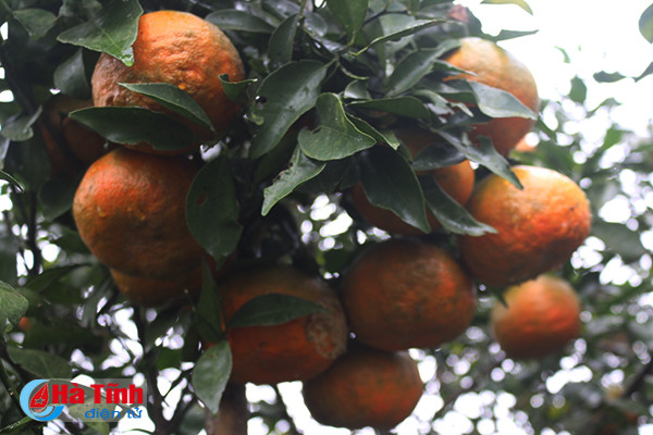 video vua cam bu ha tinh lan dau tiet lo ve trang trai khung