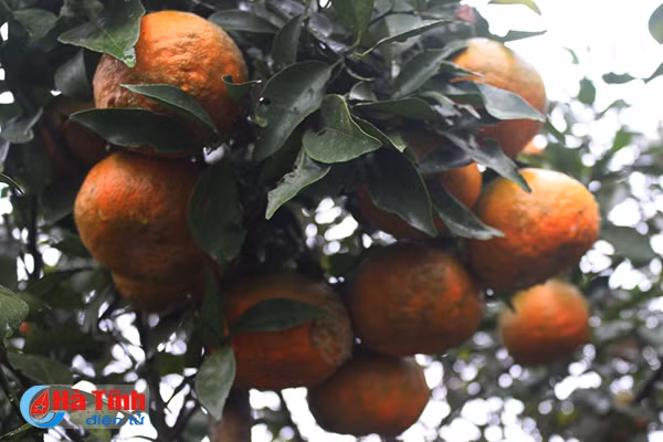 video vua cam bu ha tinh lan dau tiet lo ve trang trai khung