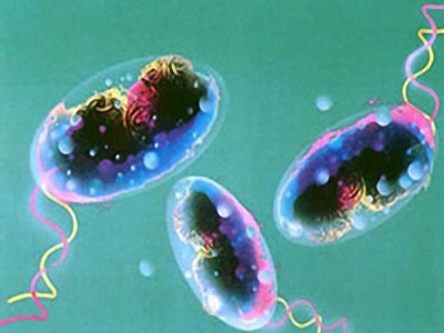 co nen dung khang sinh khi bi roi loan tieu hoa