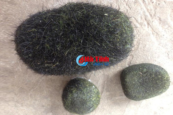 lai phat hien cat lon tai mot gia dinh o ky anh