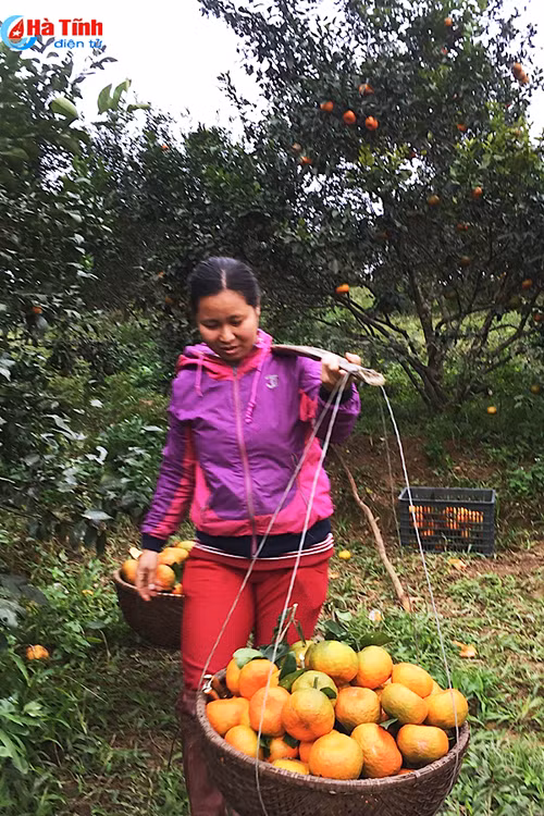 video vua cam bu lon nhat ha tinh hai tien ty don tet