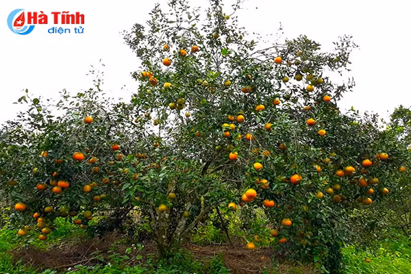 video vua cam bu lon nhat ha tinh hai tien ty don tet