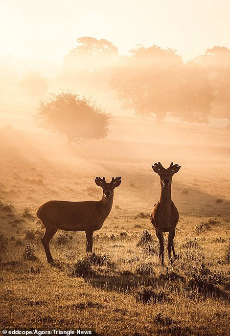 Loạt tác phẩm ấn tượng trong cuộc thi ảnh quốc tế Peace 2020 của Agora