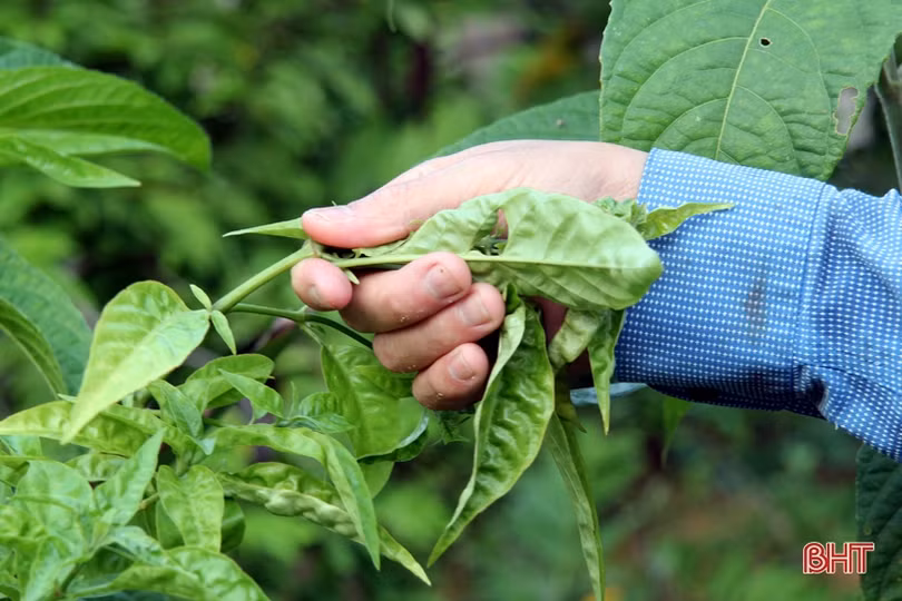 Khám phá trang trại nuôi hàng trăm con lợn rừng ở miền núi thơm Hà Tĩnh