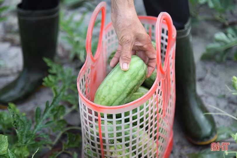 Mùa dưa non “kém vui” của nông dân Hà Tĩnh
