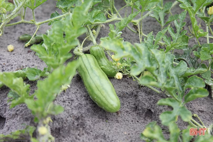 Mùa dưa non “kém vui” của nông dân Hà Tĩnh