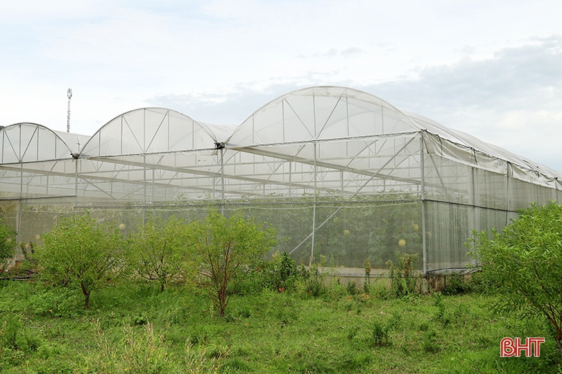 Hà Tĩnh hướng tới vụ đông thắng lợi ảnh 4 Hà Tĩnh hướng tới vụ đông thắng lợi