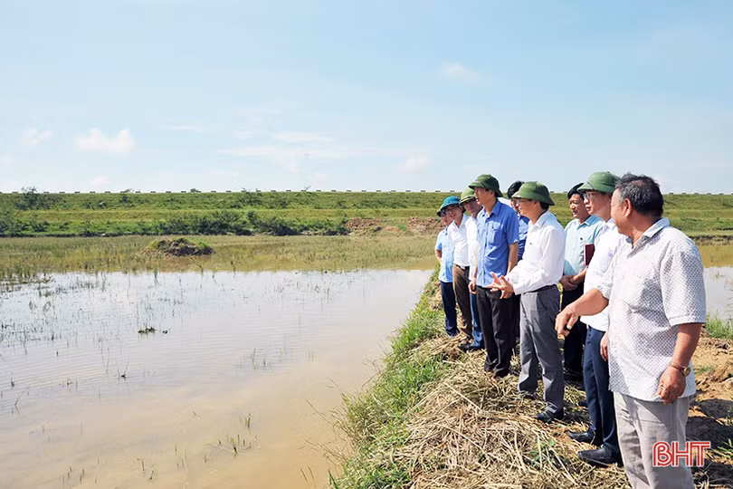 Hà Tĩnh lấy kinh nghiệm nông dân làm nền tảng xây dựng mô hình trồng lúa trên ruộng rươi