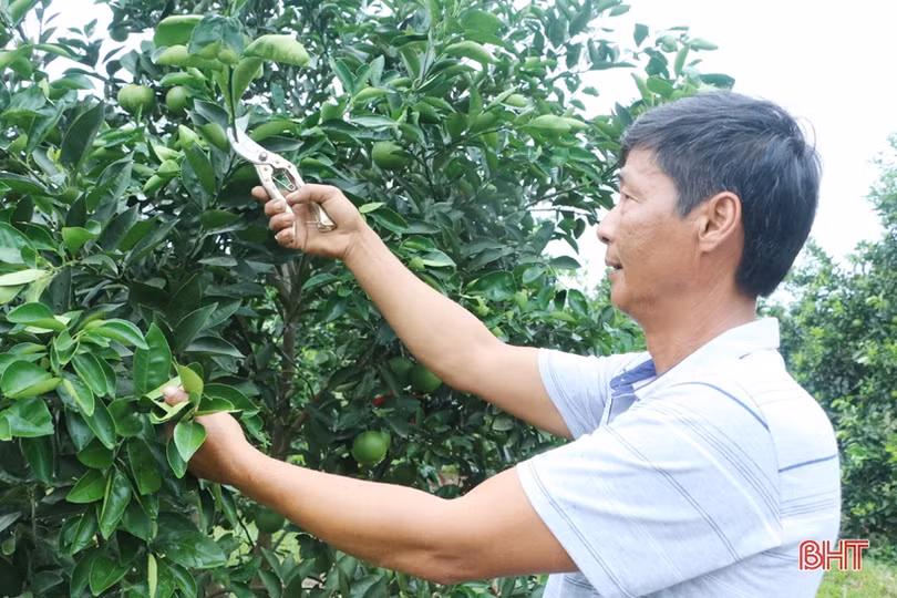 Cặp vợ chồng bắt đất “nhả vàng” ở huyện miền núi Hà Tĩnh