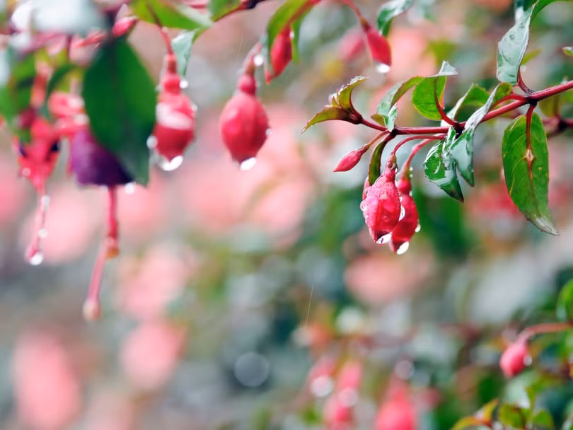 16 mẹo làm vườn giúp bạn tiết kiệm thời gian