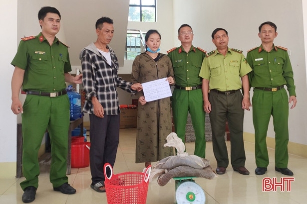 Bị bắt khi vận chuyển 2 con rắn hổ mang chúa nặng 6kg đi tiêu thụ