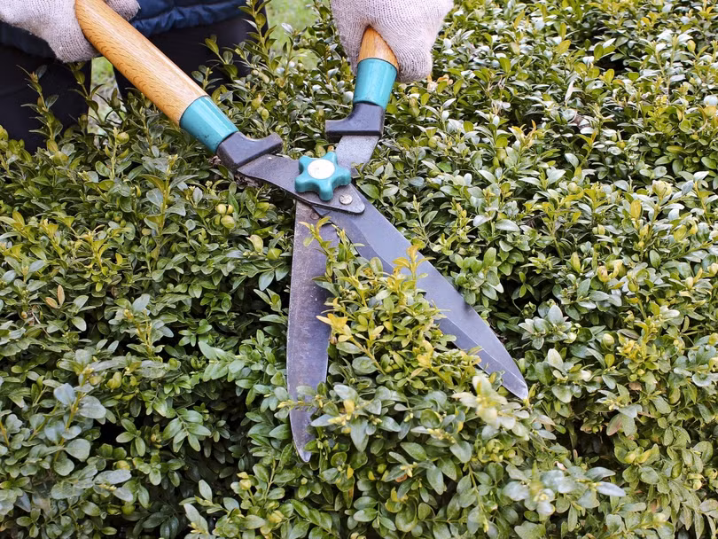 16 mẹo làm vườn giúp bạn tiết kiệm thời gian