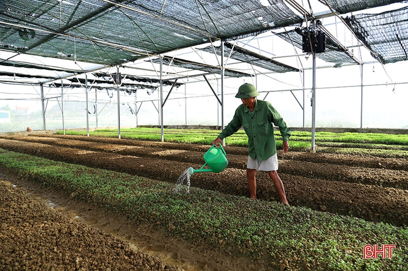 Hà Tĩnh hướng tới vụ đông thắng lợi ảnh 1 Hà Tĩnh hướng tới vụ đông thắng lợi