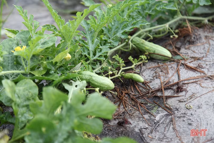 Mùa dưa non “kém vui” của nông dân Hà Tĩnh