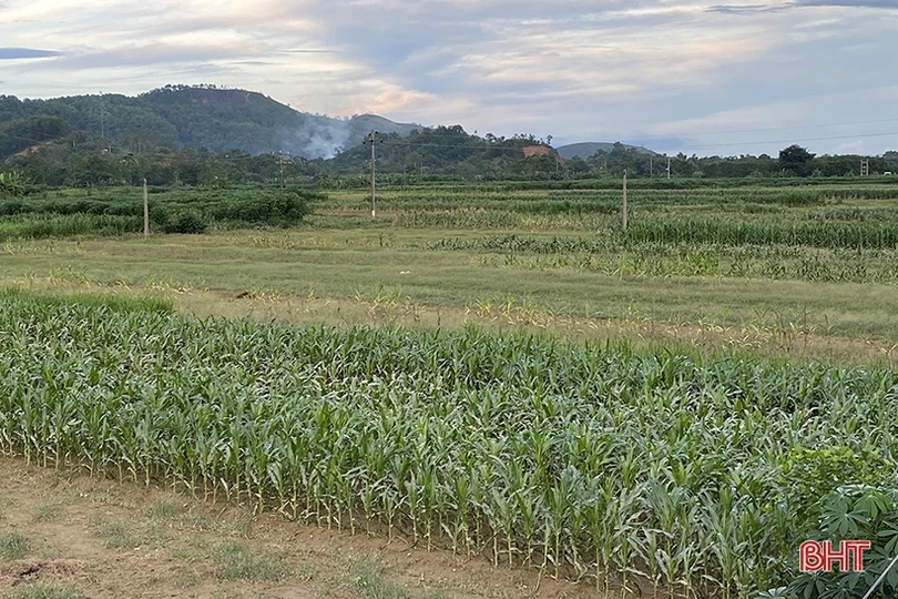 Hà Tĩnh khẩn trương khôi phục sản xuất vụ đông