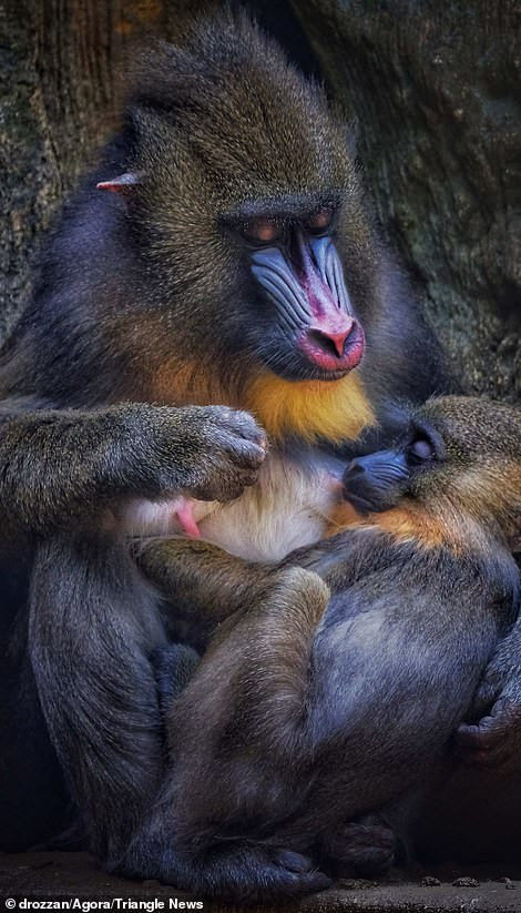 Loạt tác phẩm ấn tượng trong cuộc thi ảnh quốc tế Peace 2020 của Agora